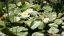 Die Blüten der Seerose Die Blüten der Seerose