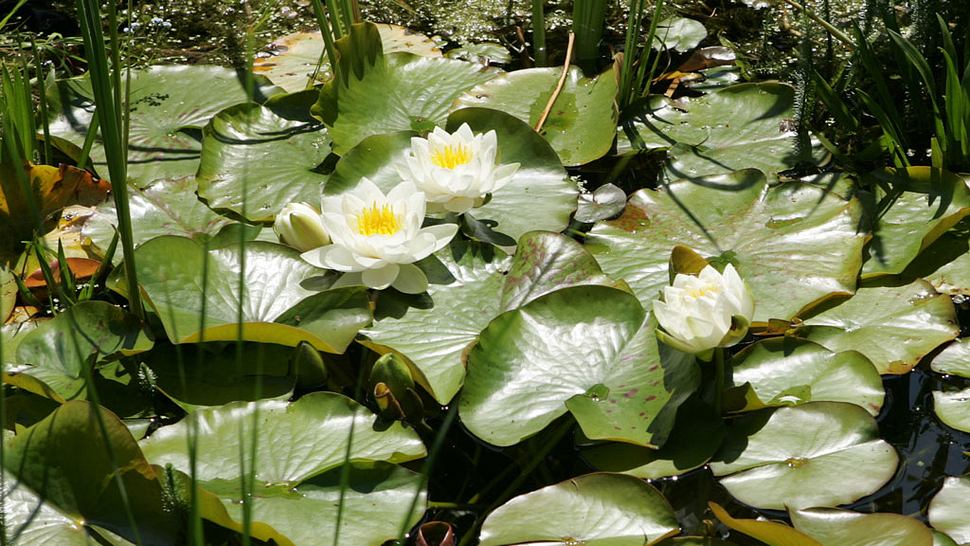 Die Blüten der Seerose