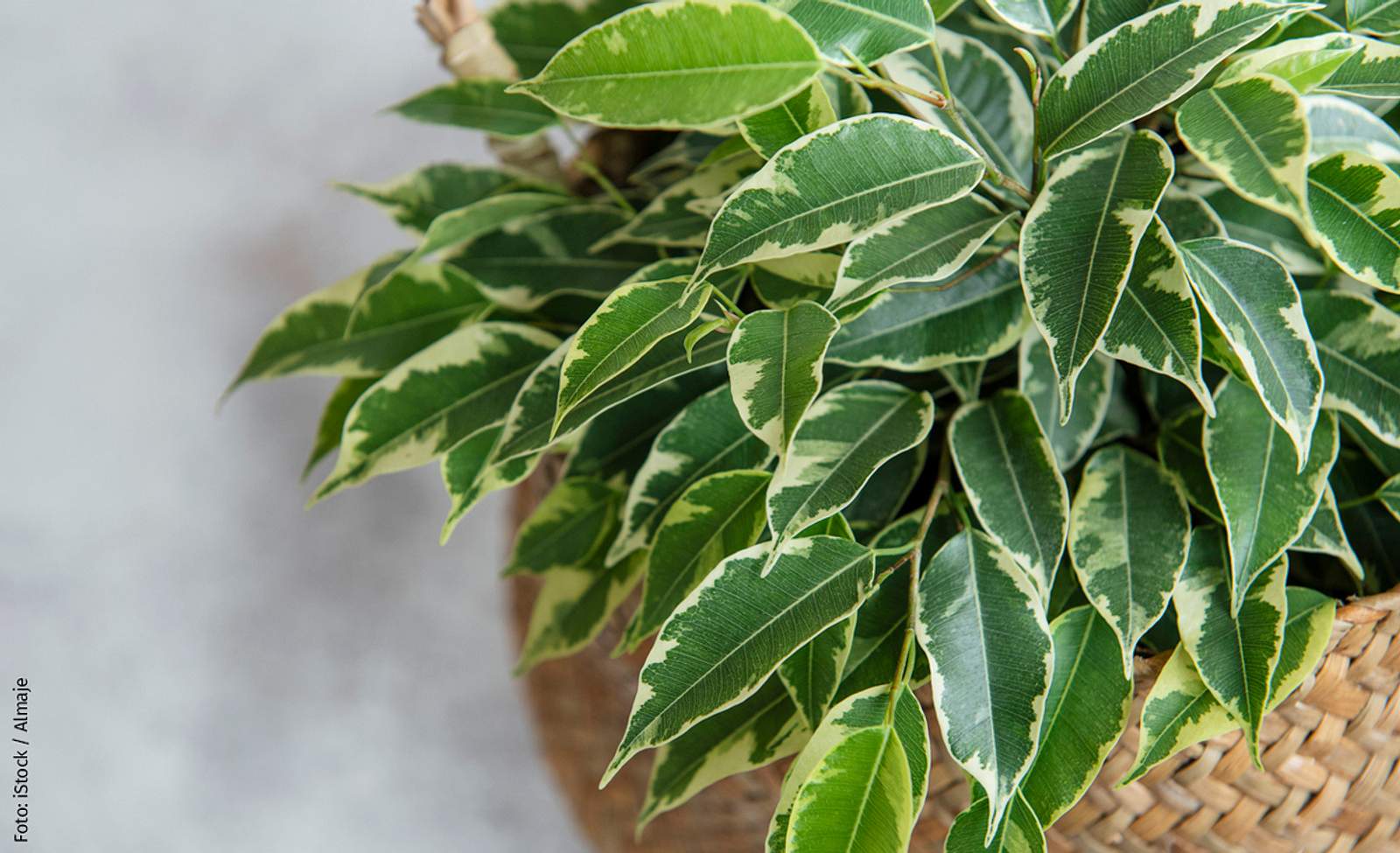 So verhindern Sie, dass der Benjamini Blätter verliert selbst.de