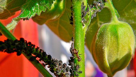 Ameisen melken Blattläuse - Foto: später / pixelio.de