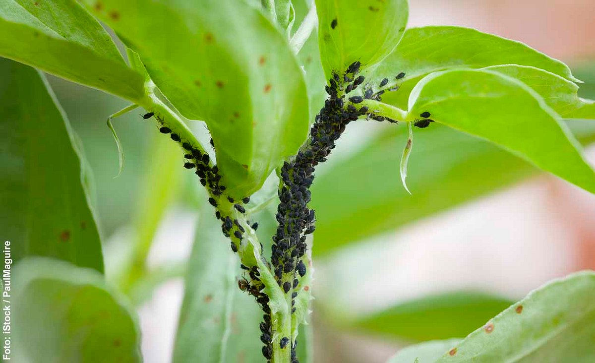 Dutzende Blattläuse am Stängel einer Pflanze