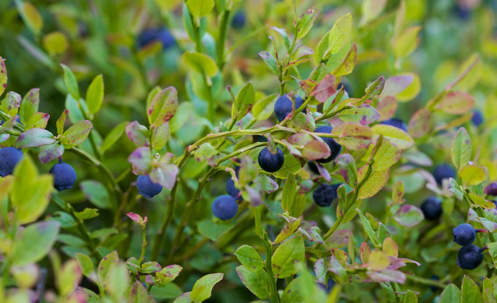 Blaubeeren pflanzen selbst.de