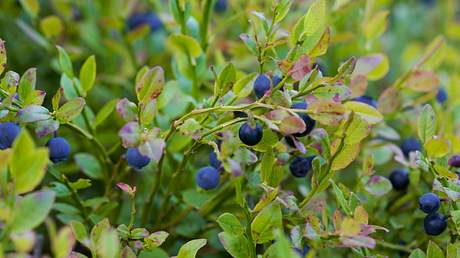 Blaubeeren pflanzen - Foto: Hersteller / Lubera
