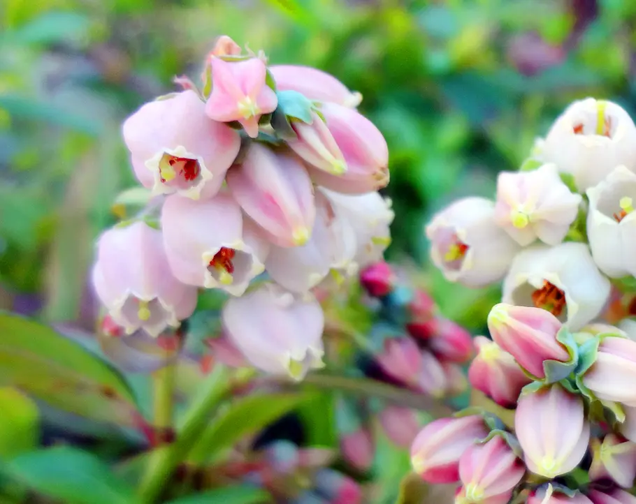Blaubeeren pflanzen