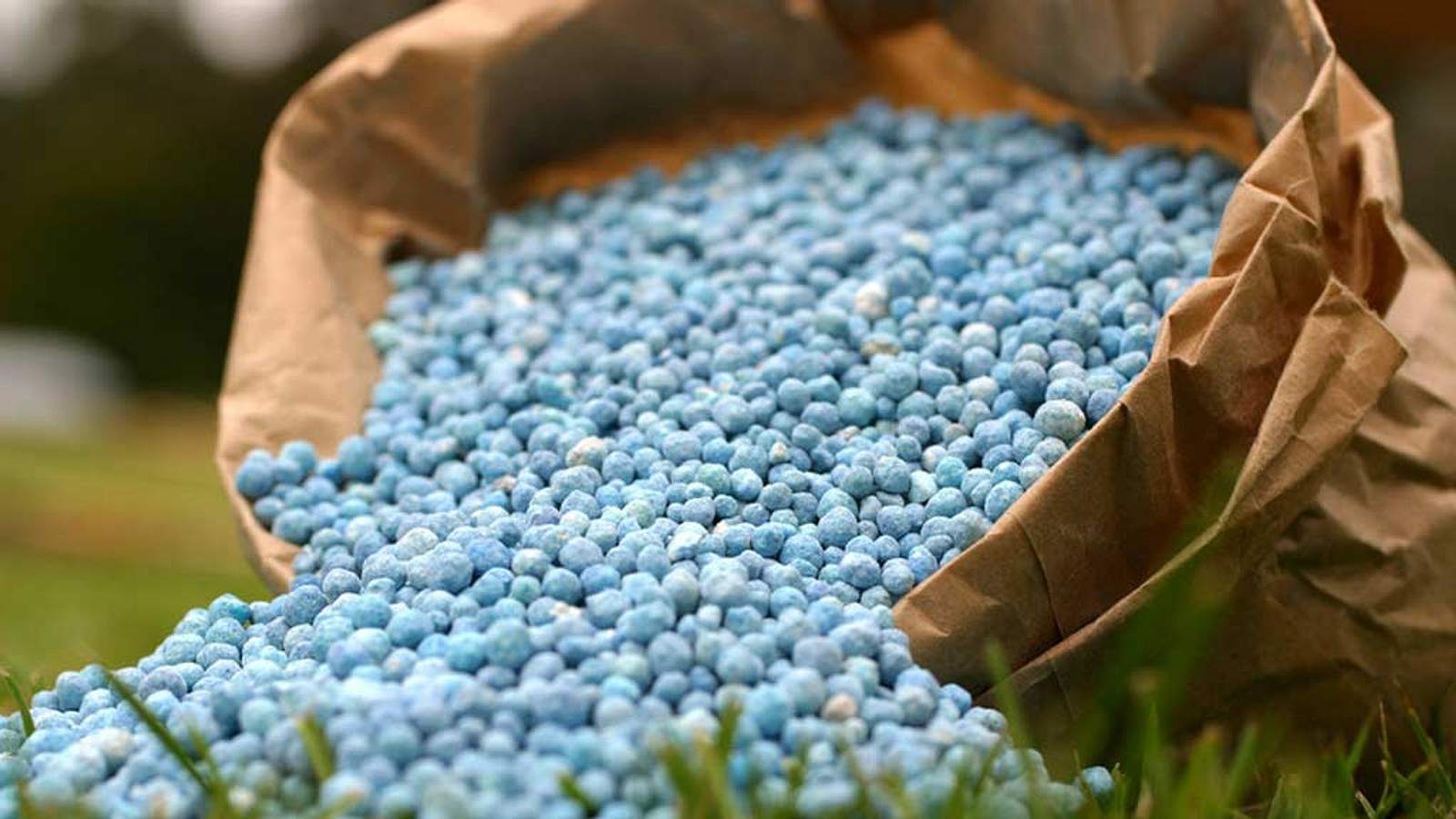 Blaukorn-Dnger: Wirkung, richtige Anwendung und Tipps fr Ihren Garten |  Selbst