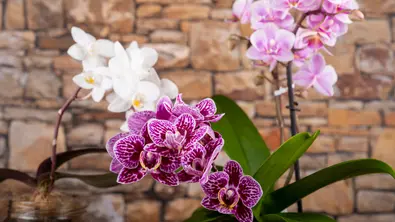 Die schönsten blühenden Zimmerpflanzen, Tipps zur Pflege und passende Produkte. - Foto: istock/ Kerrick Die schönsten blühenden Zimmerpflanzen, Tipps zur Pflege und passende Produkte. - Foto: istock/ Kerrick