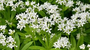 Blühender Waldmeister - Foto: iStock / fotomarekka