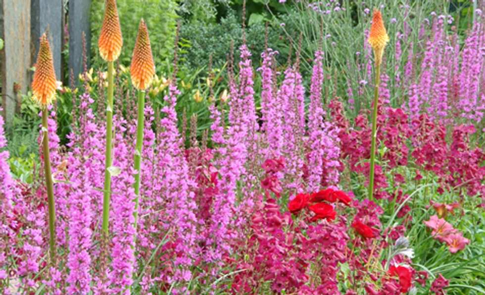 Sommer im Garten: Zwiebelblumen, Pflanzkübel und Sitzplätze