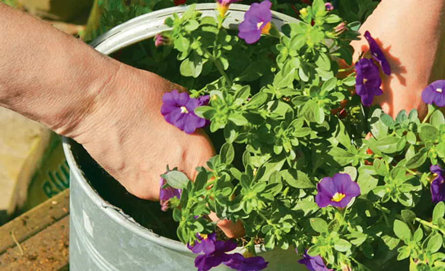 Blumentopf basteln: Schritt 6 von 6 Gießkanne bepflanzen
