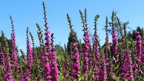 Blutweiderich zaubert leuchtende Farben im Garten. - Foto: iStock / fotolinchen