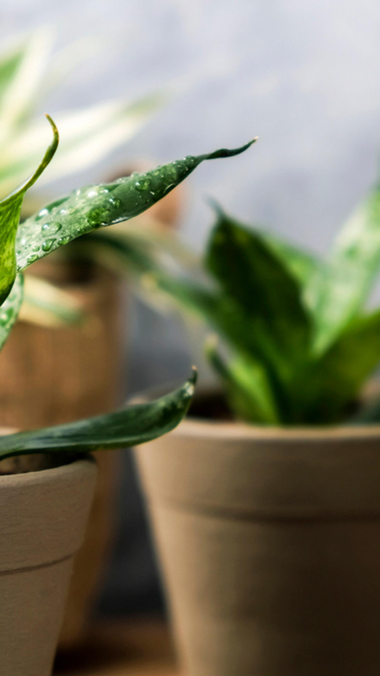 Bogenhanf pflegen: Die wichtigsten Tipps | Selbst