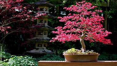 Ein Bonsai kann drinnen und draußen wachsen. - Foto: iStock / mtreasure