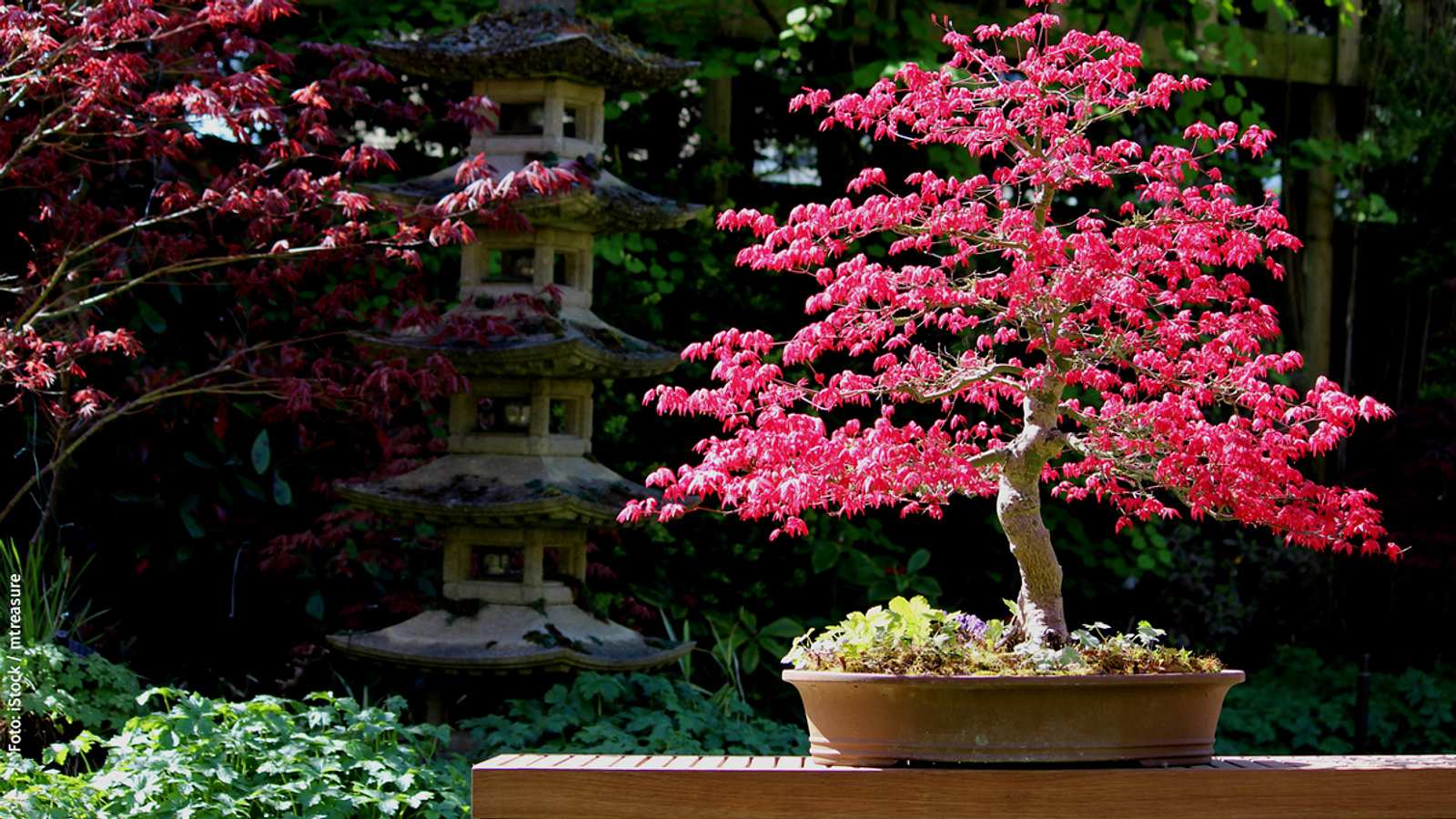 Bonsai zchten | Selbst