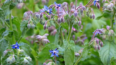 So schön blüht Borretsch im Garten. - Foto: iStock / svehlik