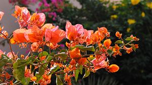 Bougainvillea überwintern - Foto: Raphaela C. Näger / pixelio.de