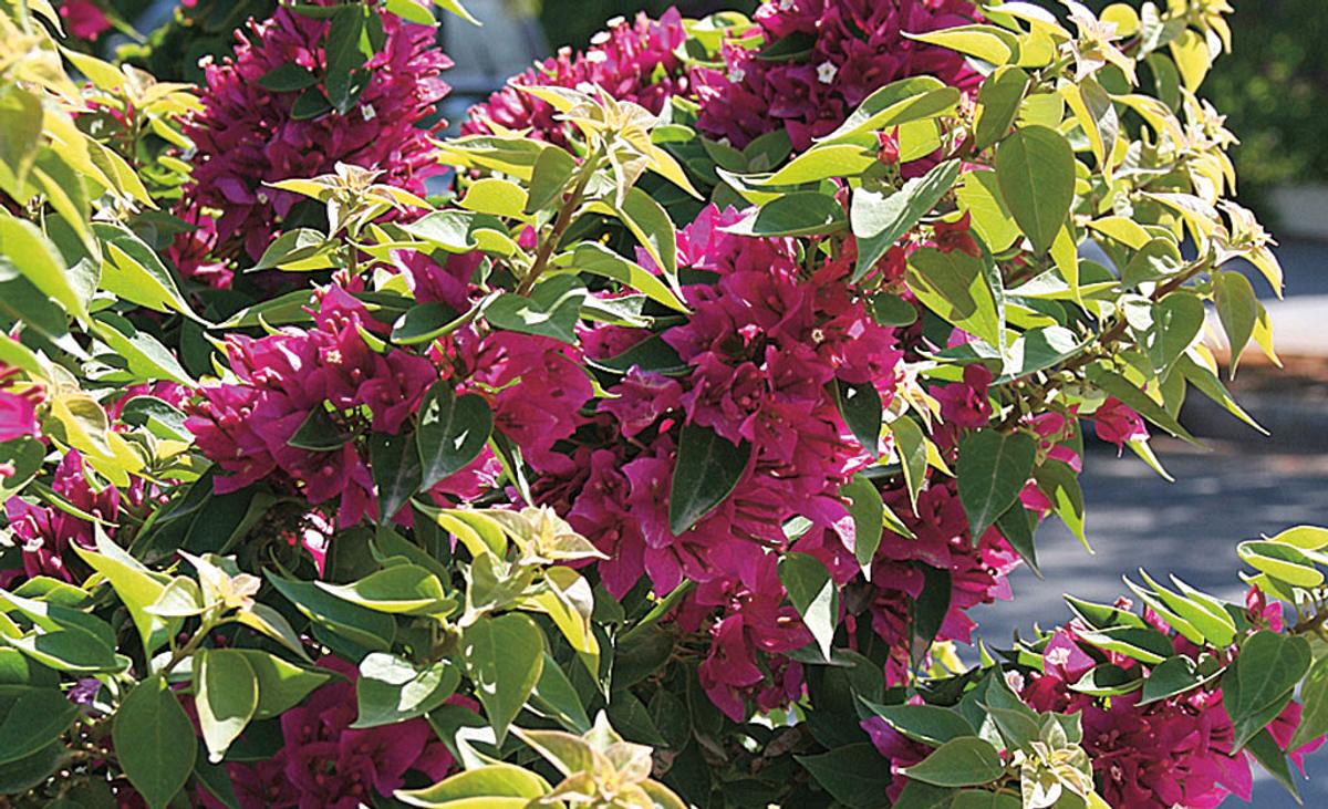 Bougainvillea schneiden