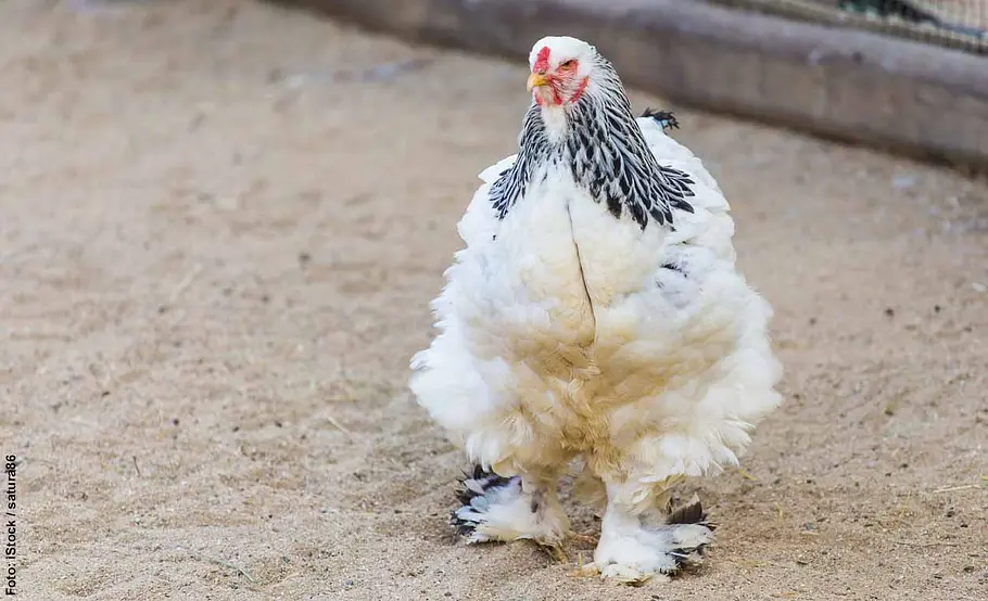 Die schönsten Hühnerrassen: Platz 2 Brahma