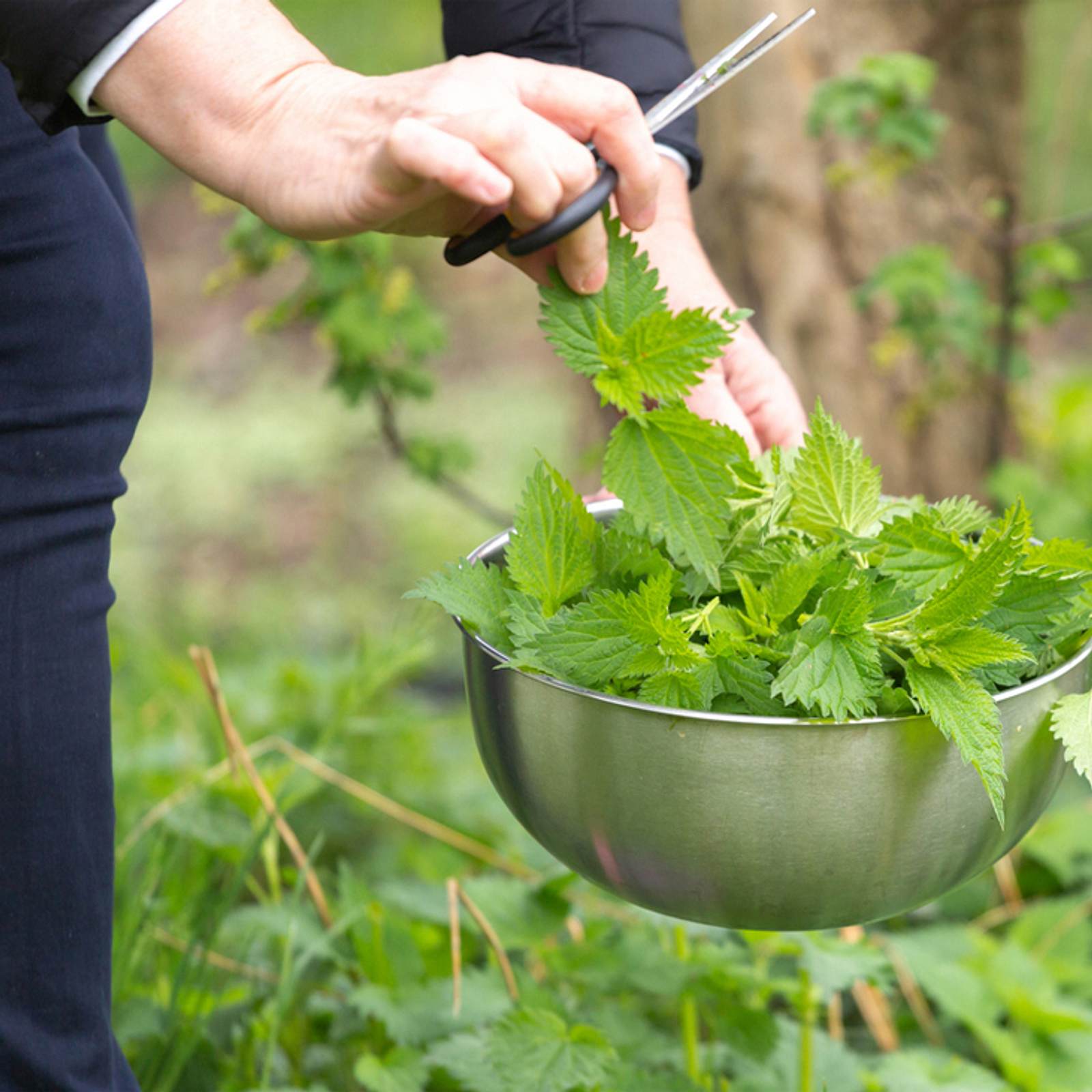 kiwi düngen hausmittel Kiwi- und Kiwibeeren-Dünger – Kiwiri main image 0