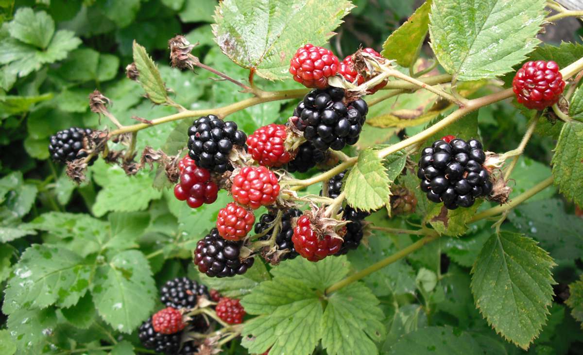 Brombeeren schneiden