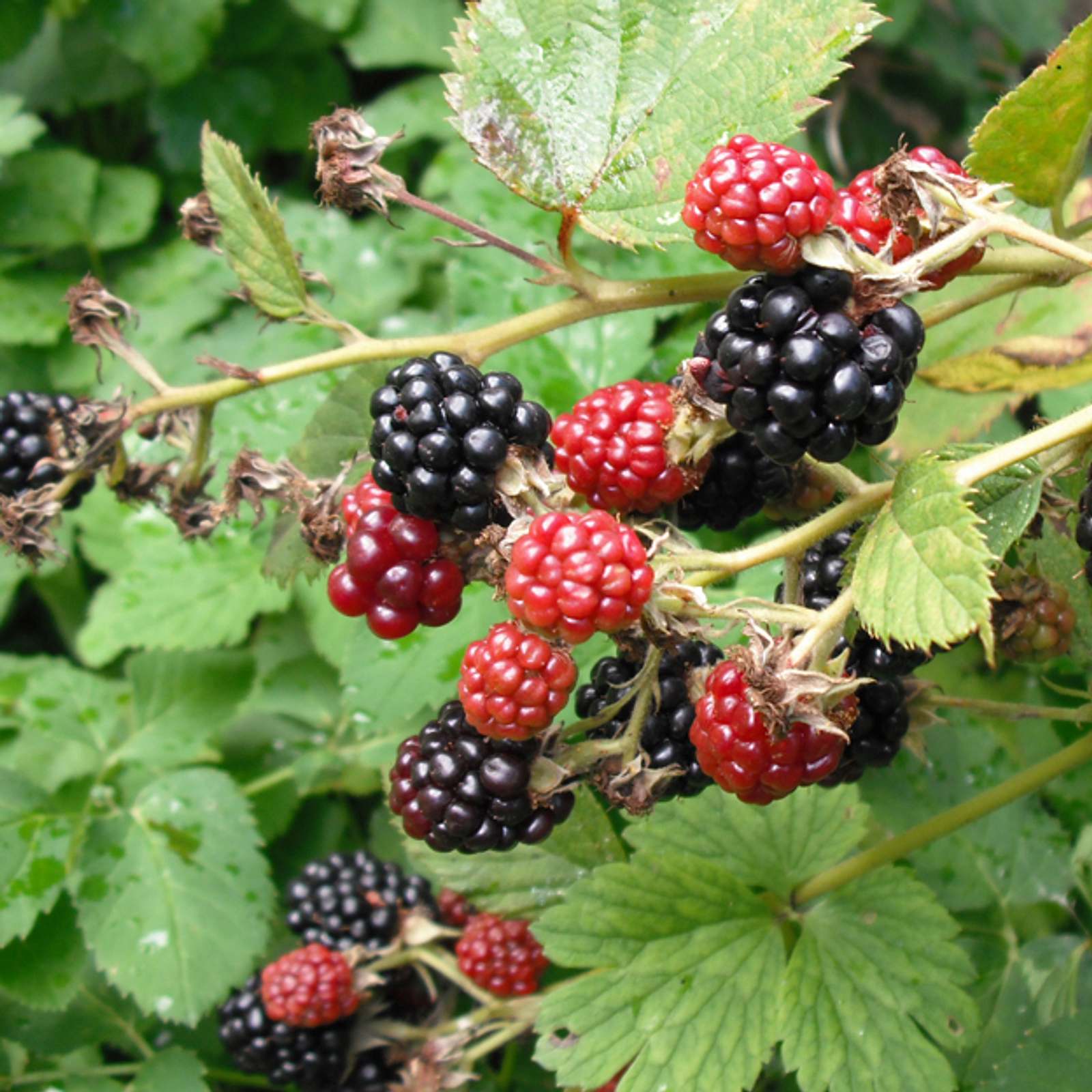 Brombeeren schneiden | Selbst