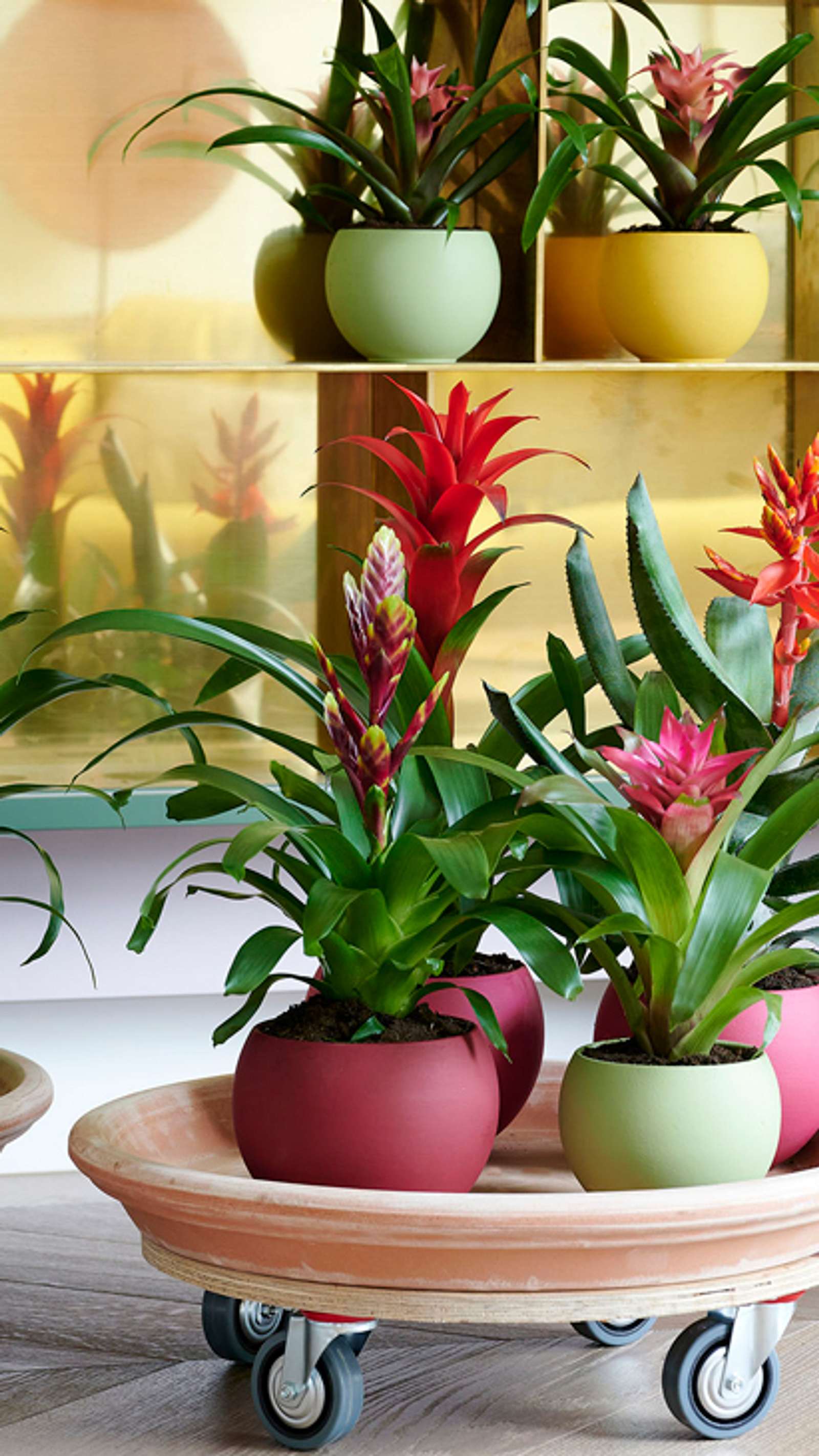 Bromelia | Selbst