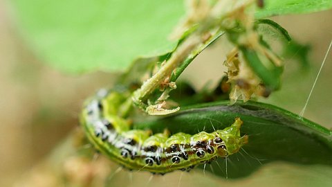 Buchsbaumzünsler - Foto: MonikaP / Pixabay