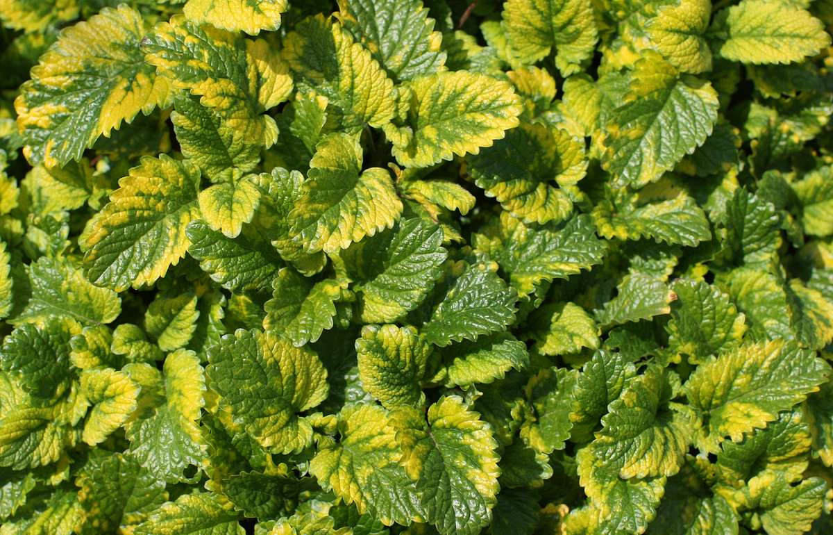 Bunte Zitronenmelisse (Melissa officinalis Variegata) von oben fotografiert. Die Pflanze hat hellgrün-dunkelgrün panaschierte Blätter. 