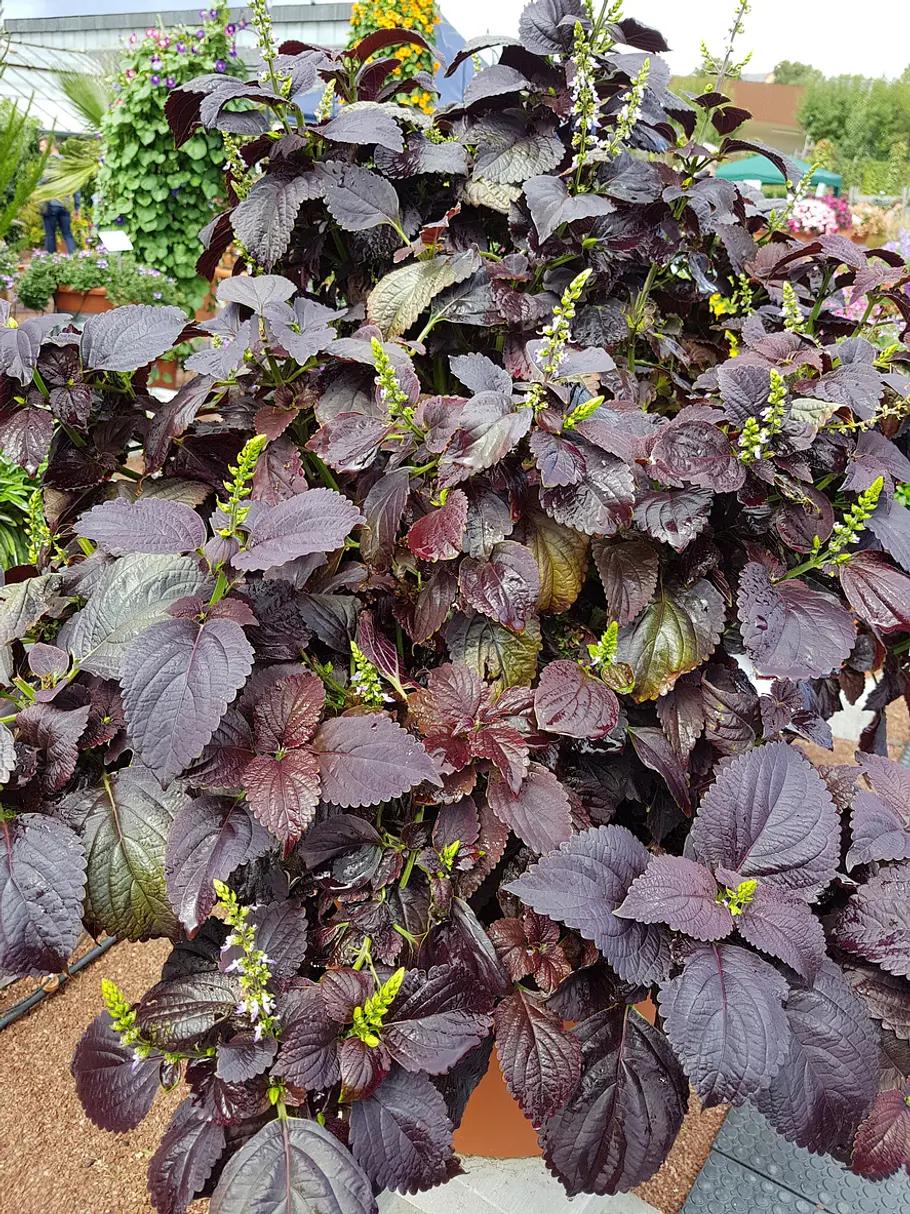 Buntnessel Black Prince’ Eine blühende Buntnessel der Sorte Black Prince’