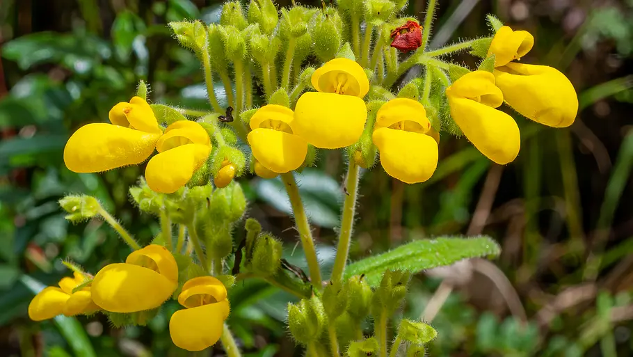 Calceolaria crenata Calceolaria crenata