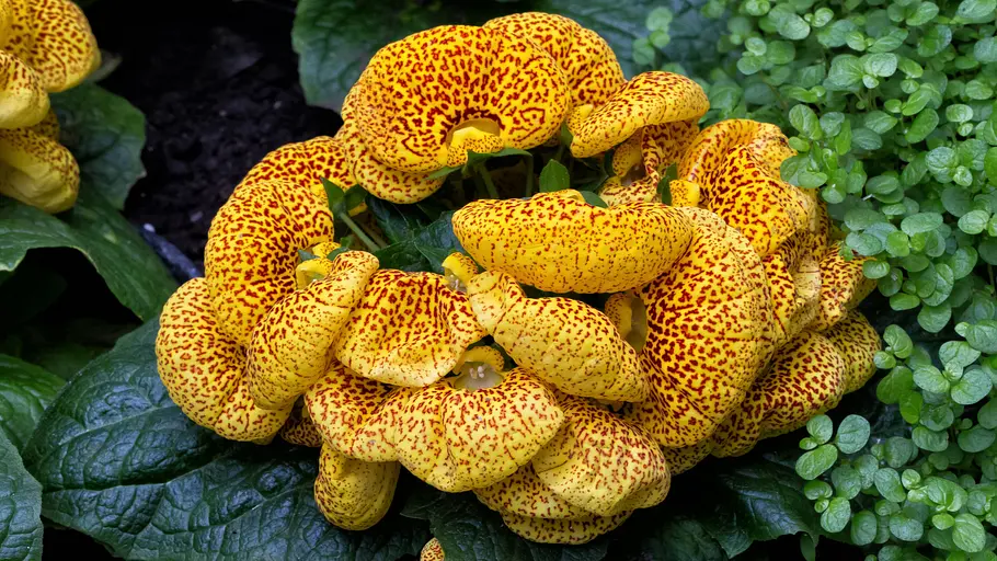 Calceolaria herbeohybrida Calceolaria herbeohybrida