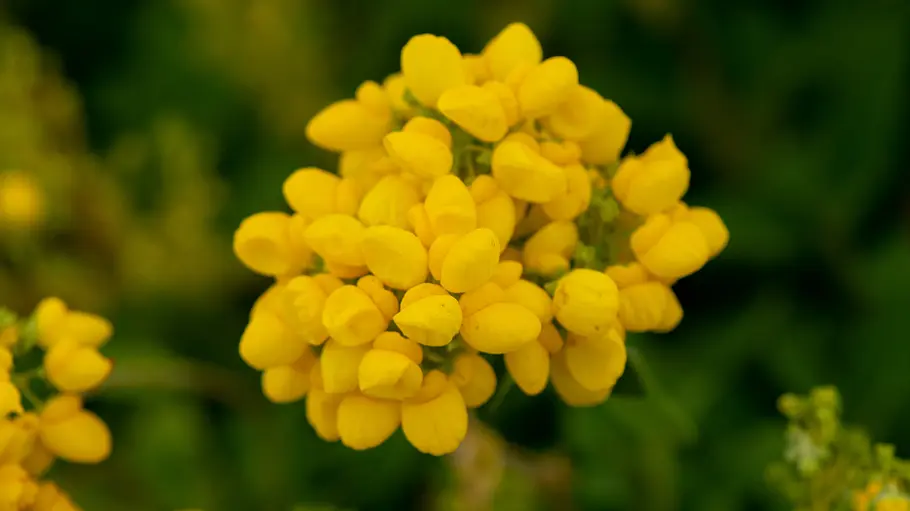 Calceolaria integrifolia Die Calceolaria integrifolia ist bekannt durch ihre kleineren gelben Blüten