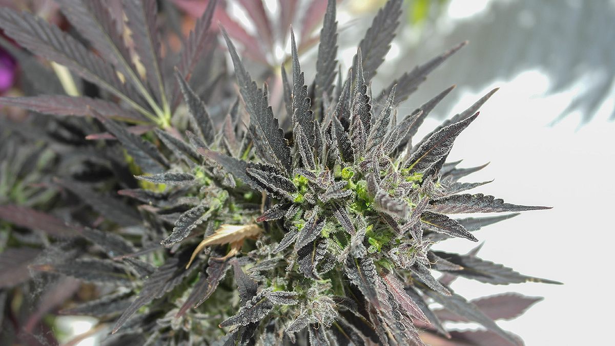 Nahaufnahme einer Cannabis-Pflanze