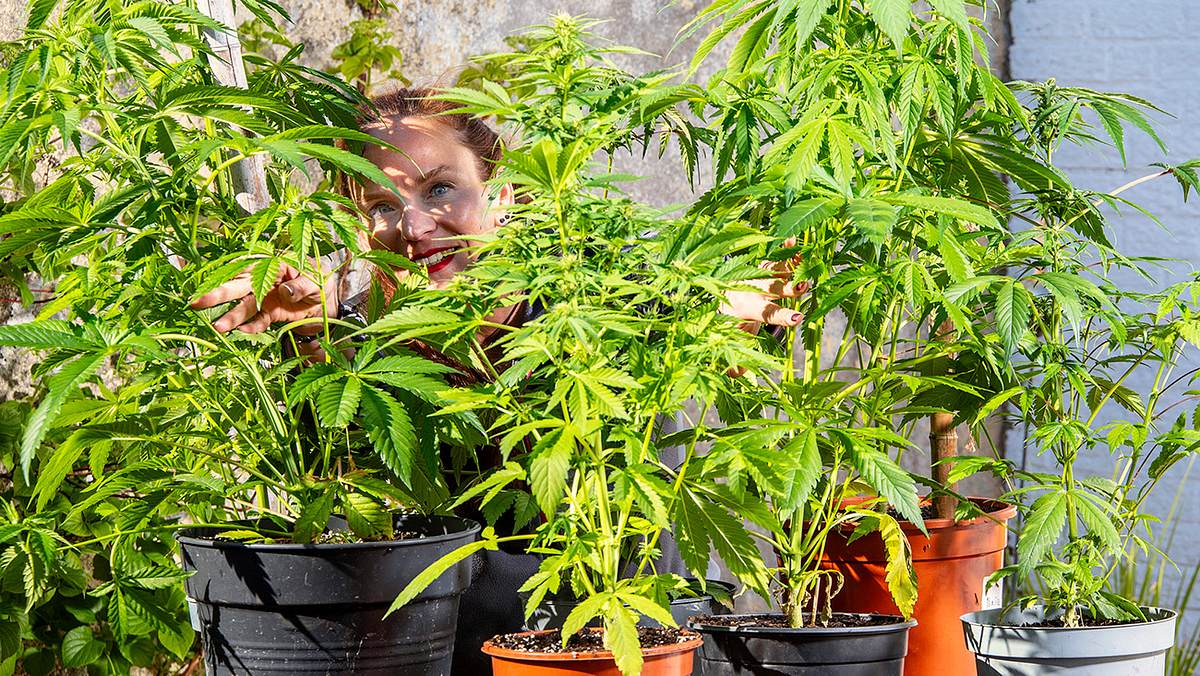 Das Bild zeigt mehrere grüne Cannabispflanzen, die in sauberen, gleichmäßig angeordneten schwarzen udn braunen Töpfen wachsen. Die Pflanzen haben charakteristische, gezahnte Blätter. Hinter den Pflanzen schaut unsere Gartenbauredakteurin lachend hervor.