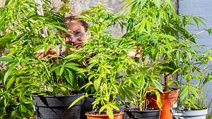 Das Bild zeigt mehrere grüne Cannabispflanzen, die in sauberen, gleichmäßig angeordneten schwarzen udn braunen Töpfen wachsen. Die Pflanzen haben charakteristische, gezahnte Blätter. Hinter den Pflanzen schaut unsere Gartenbauredakteurin lachend hervor. - Foto: sidm / Michael Müller-Münker