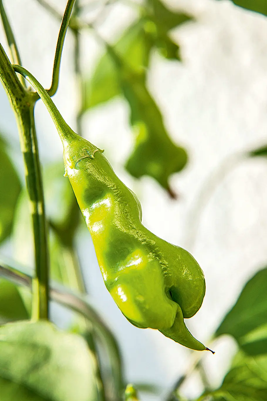 Chili anpflanzen