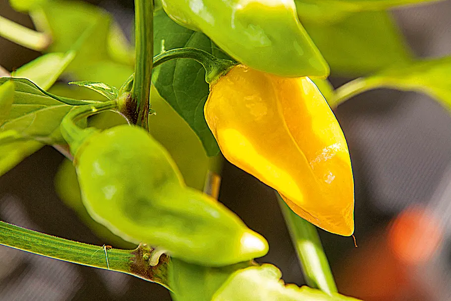 Chili: Anbau von Habanero