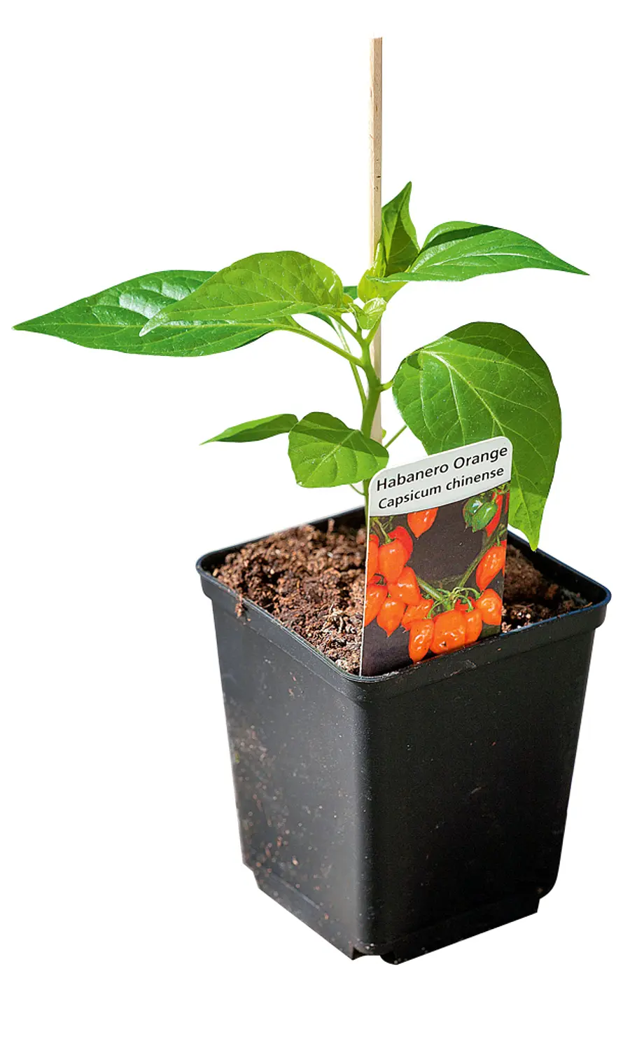 Chili anpflanzen