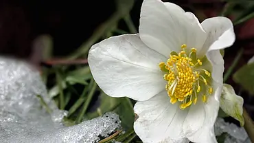 Christrose - Foto: BirgitH / pixelio.de