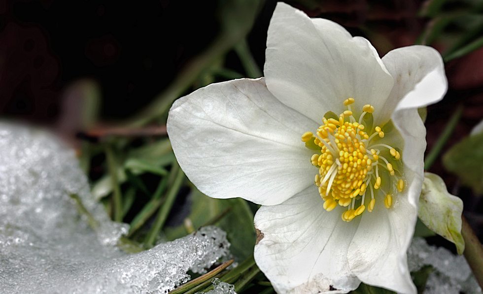 Das sind die schnsten Winterblher | Selbst