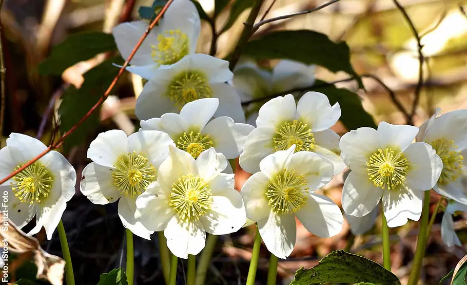Weiße Christrosen