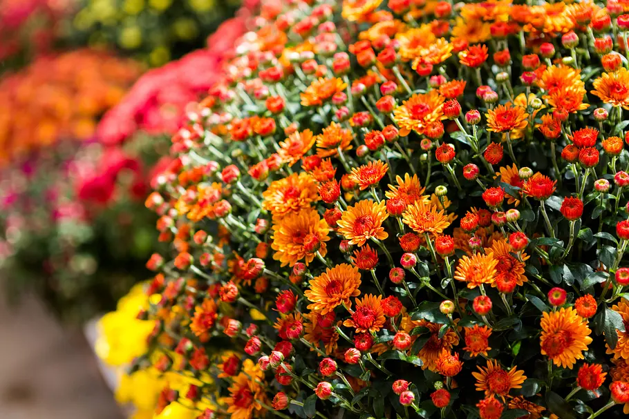 Chrysanthemen (Chrysanthemum) leuchtend orangfarbene Chrysanthemen (Chrysanthemum)
