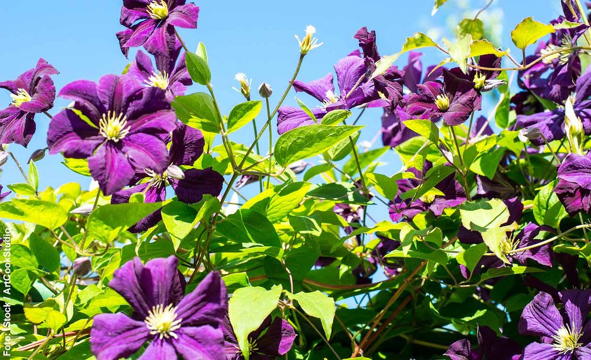 Lila Clematis-Blüten vor blauem Himmel