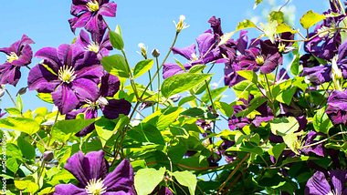 Lila Clematis-Blüten vor blauem Himmel - Foto: iStock / ArtCookStudio