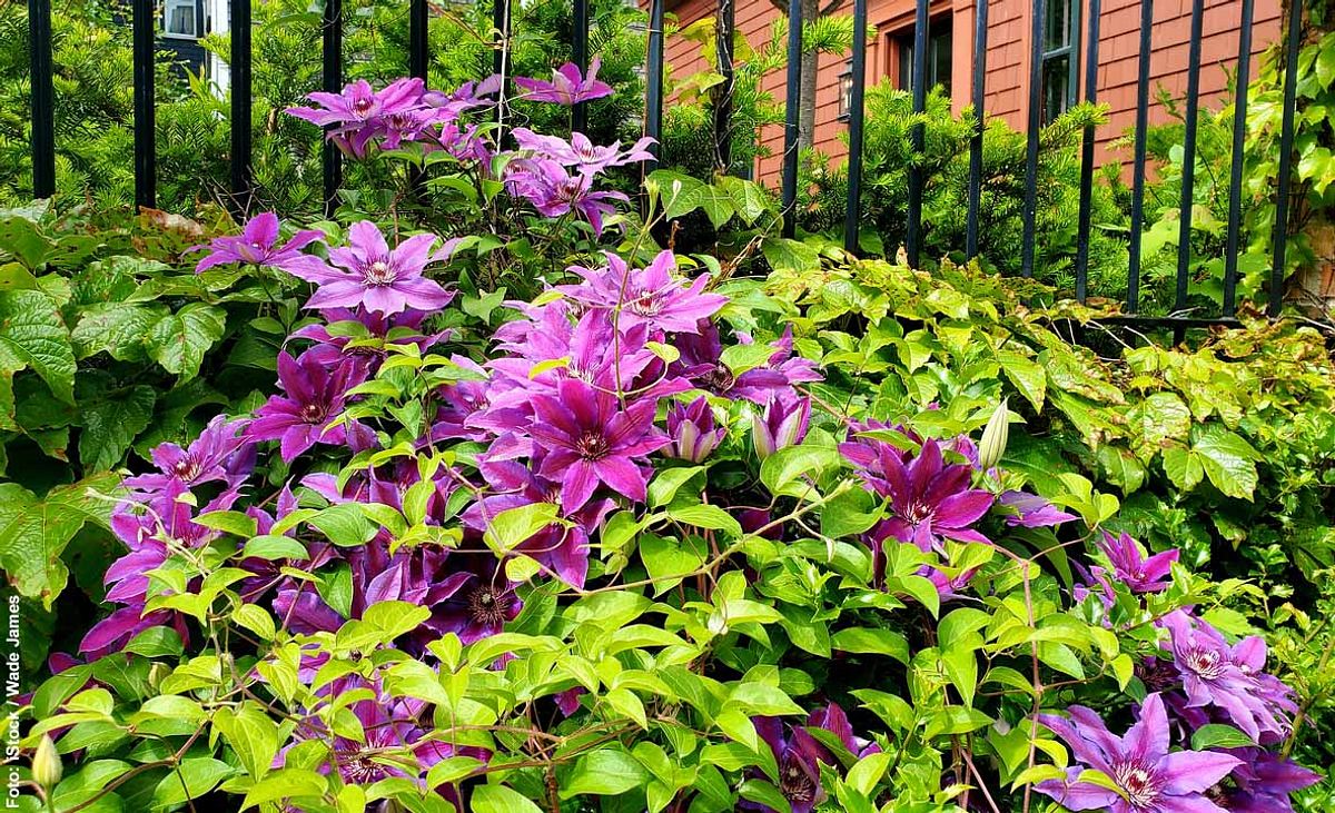 Clematis mit üppigen lila Blüten und grünem Blattwuchs an einem Gartenzaun Metall