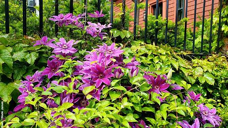 Clematis mit üppigen lila Blüten und grünem Blattwuchs an einem Gartenzaun Metall - Foto: iStock / Wade James