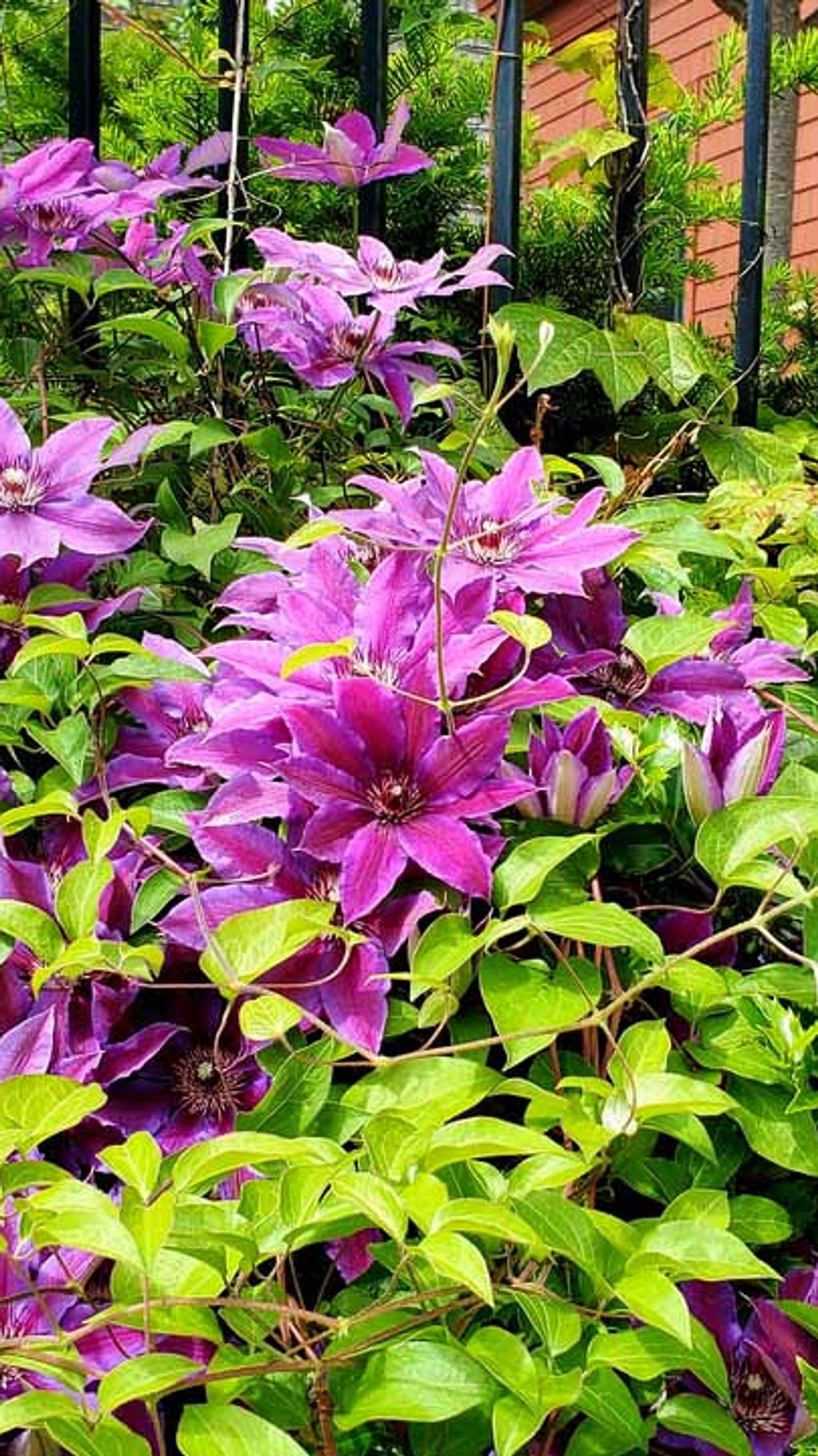 Clematis Pflanzzeit | Selbst