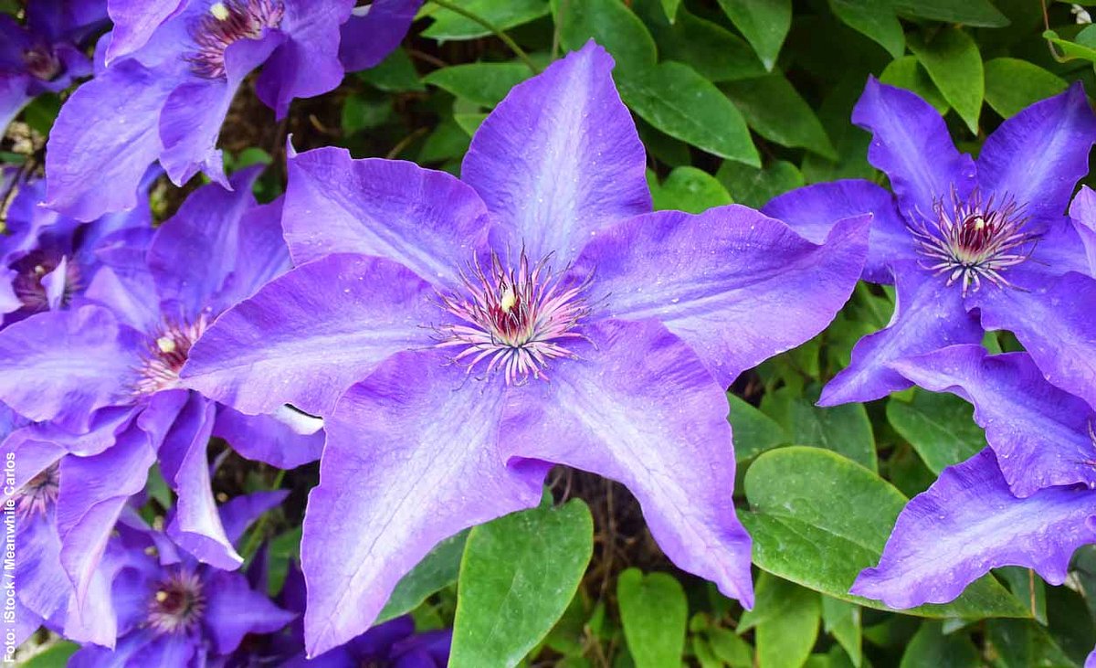 Lila Clematis-Blüten