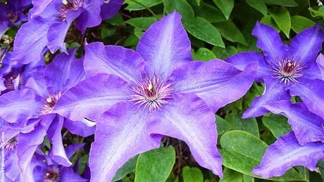 Lila Clematis-Blüten - Foto: iStock / Meanwhile Carlos