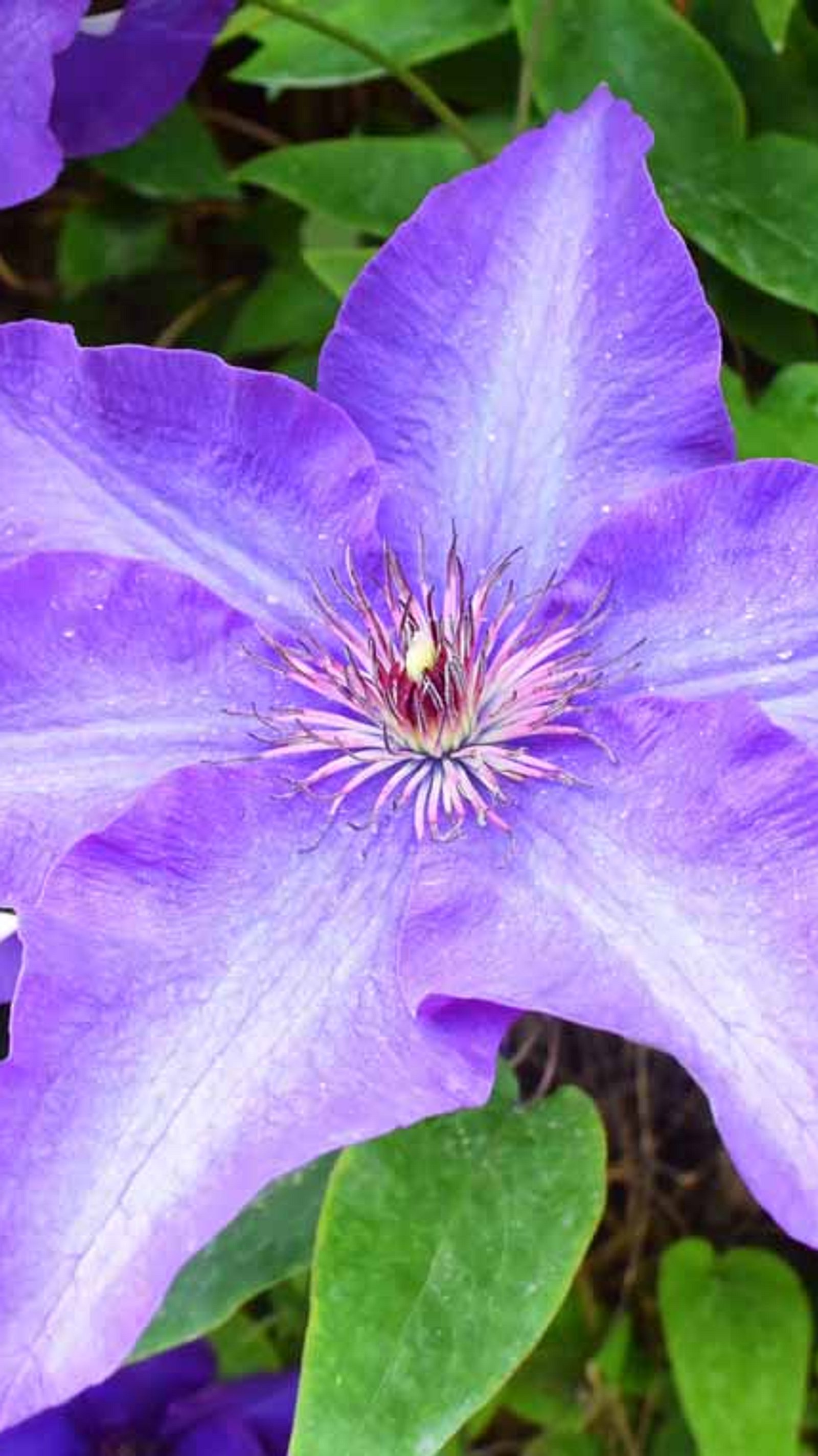 Clematis pflegen | Selbst