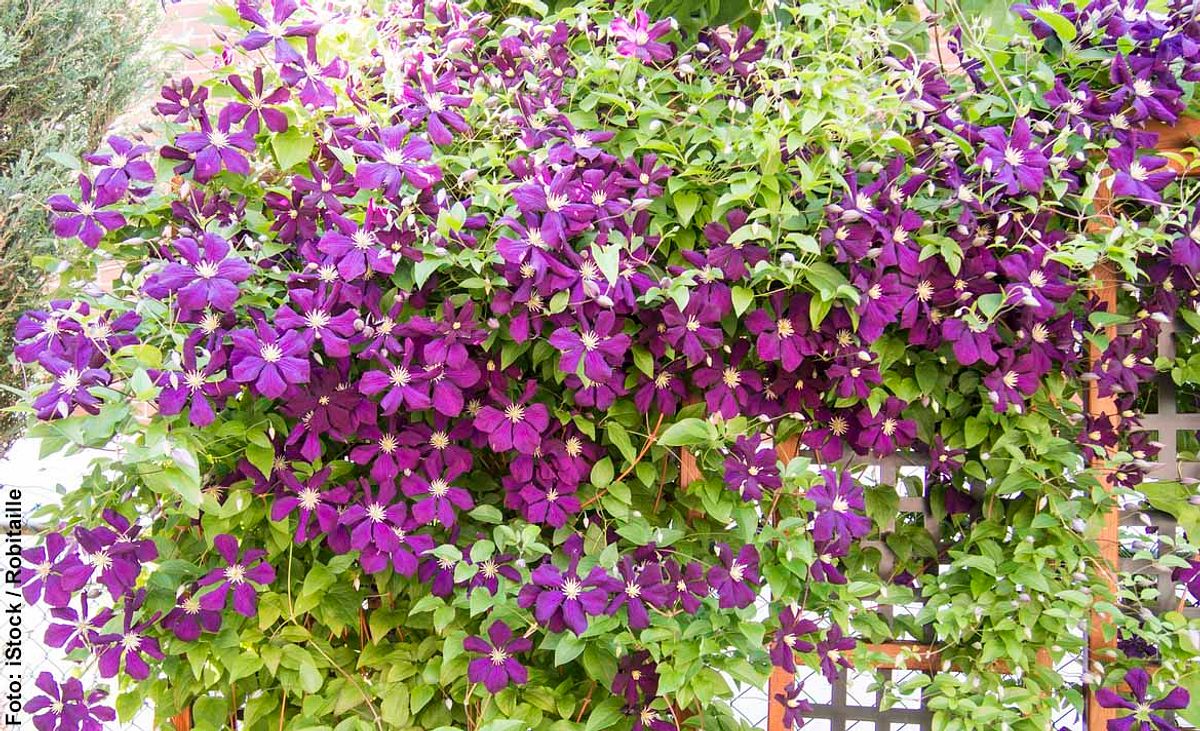 Clematis mit großen lila Blüten